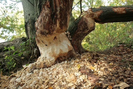 Vraat van Bever (Castor fiber)